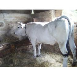 Vacche mucche chianina