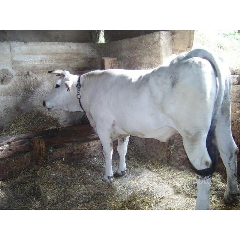 Vacche mucche chianina