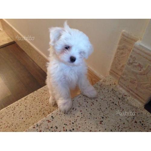 Cuccioli di maltese taglia piccola con pedigree