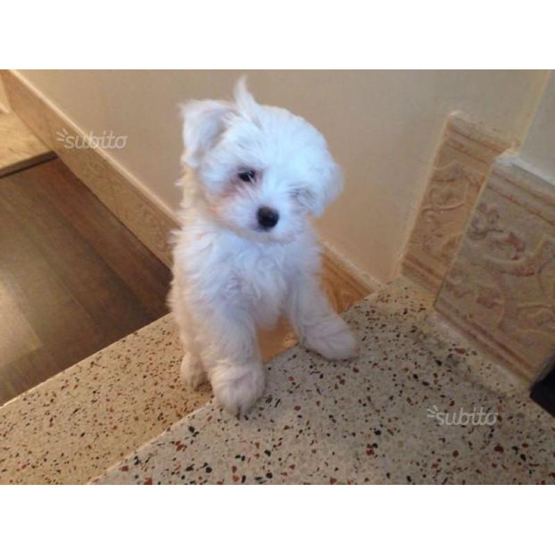 Cuccioli di maltese taglia piccola con pedigree