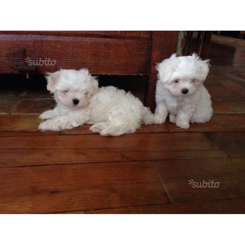 Cuccioli di maltese taglia piccola con pedigree