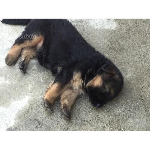 Cucciolo di pastore tedesco originale