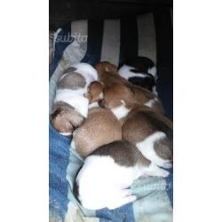 Cucciolli di Jack Russel puri