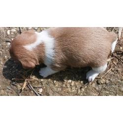 Cucciolli di Jack Russel puri