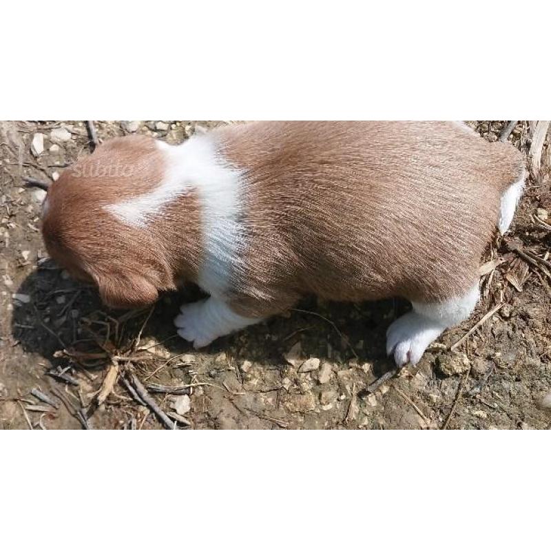 Cucciolli di Jack Russel puri