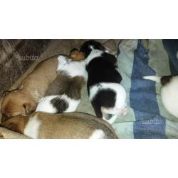 Cucciolli di Jack Russel puri