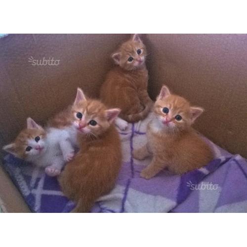 4 Dolcissimi Gattini