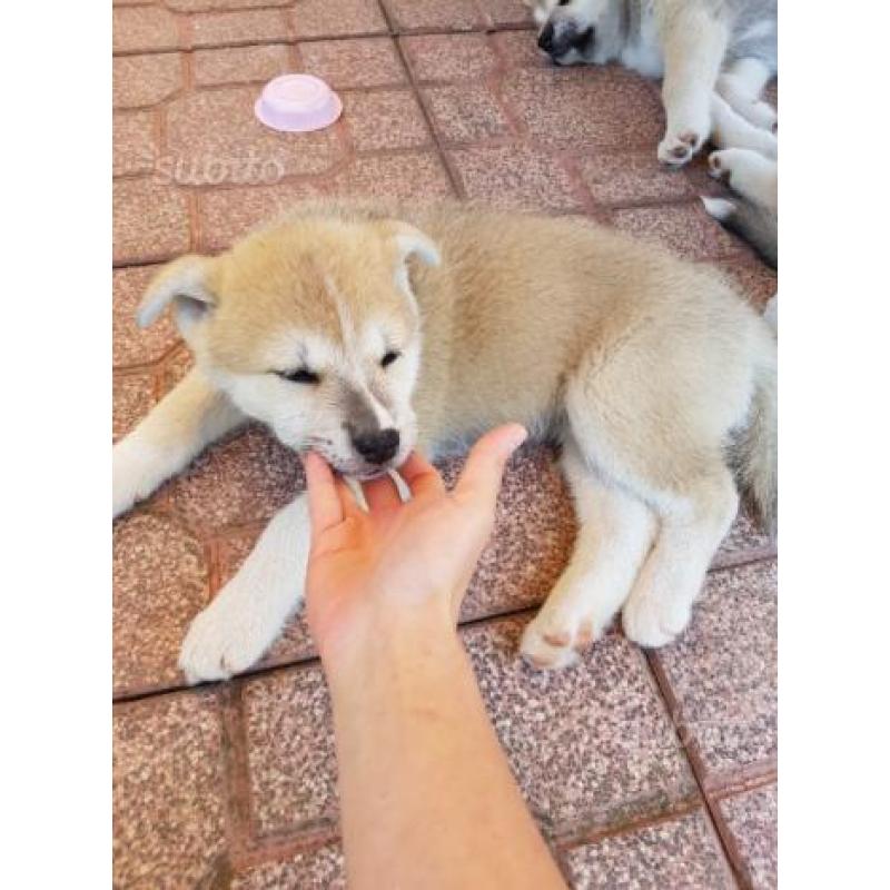 Cuccioli di akita inu