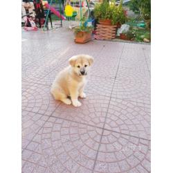 Cuccioli di akita inu