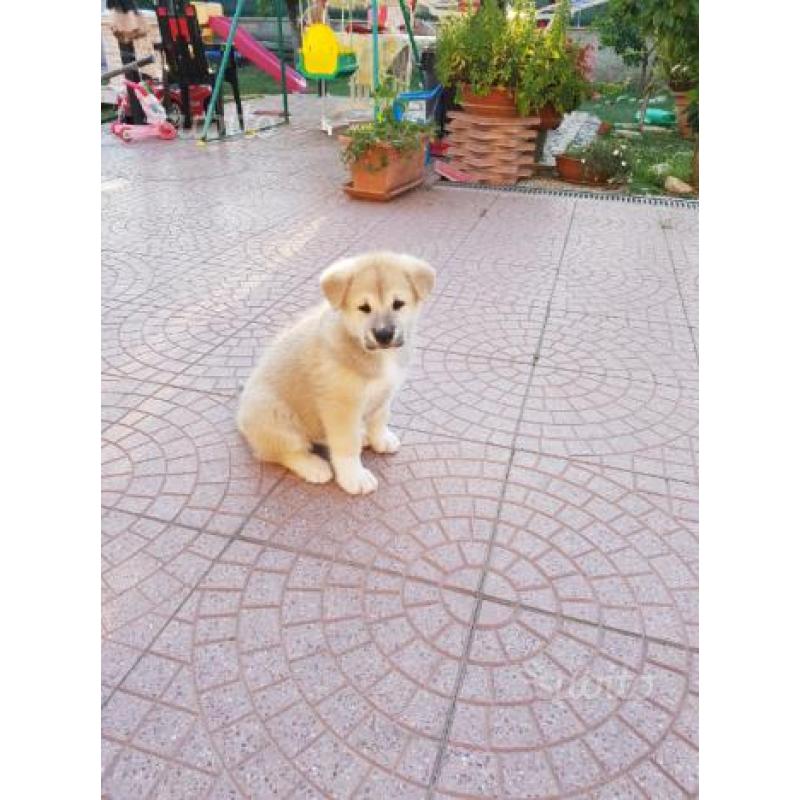 Cuccioli di akita inu