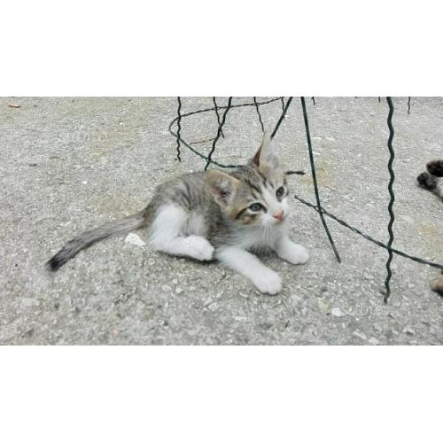 Regalo Gattini