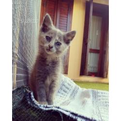 Regalo cucciola di gattina
