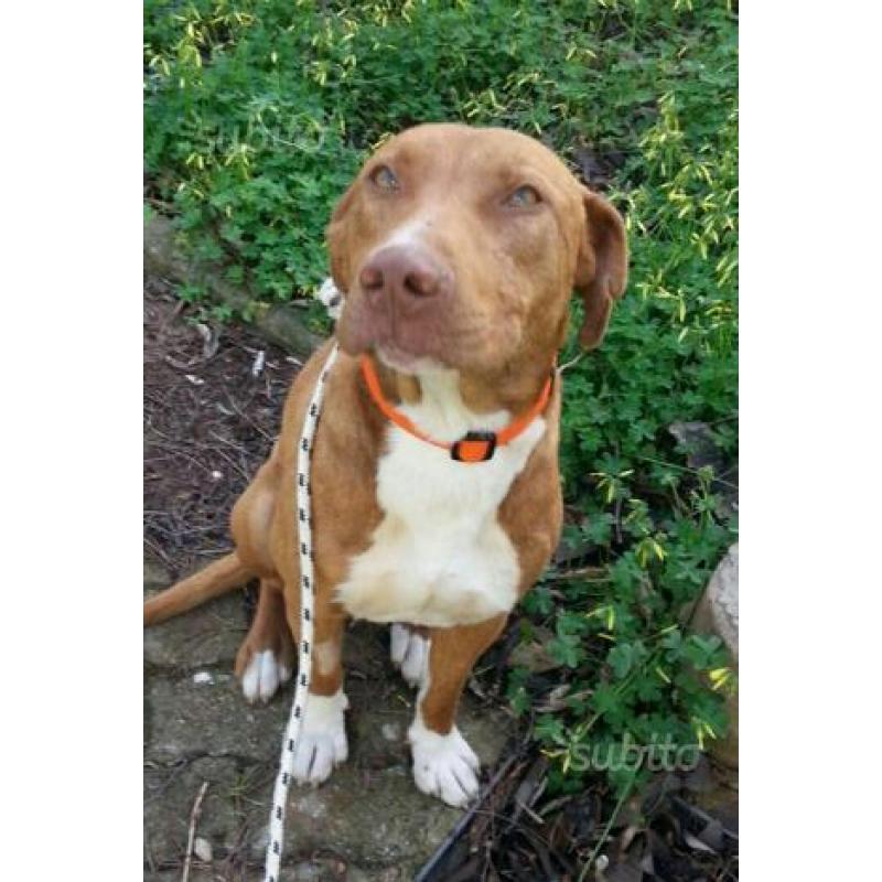 Axel simil pitbull di un anno