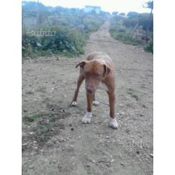 Axel simil pitbull di un anno