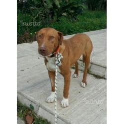 Axel simil pitbull di un anno