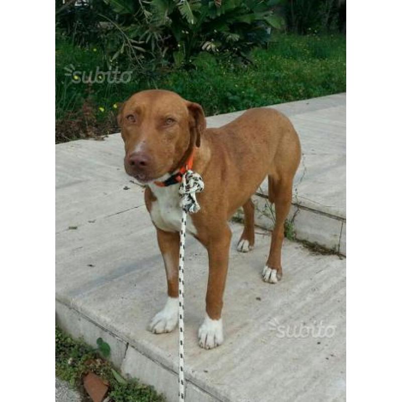 Axel simil pitbull di un anno