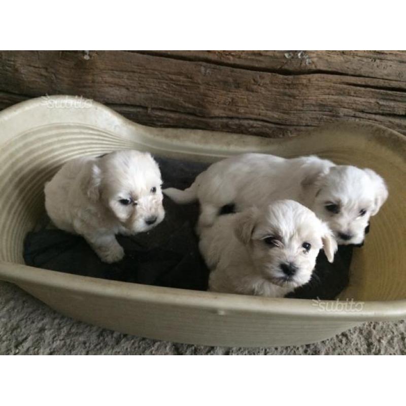 Maltese