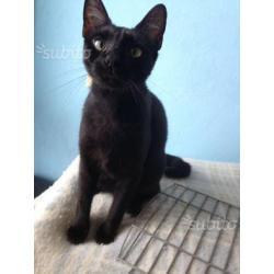 Bagheera in adozione