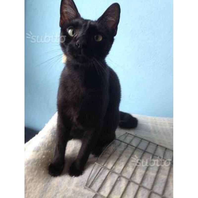 Bagheera in adozione