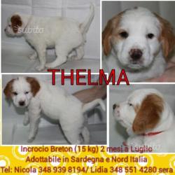 Cuccioli incrocio Epagneul Breton