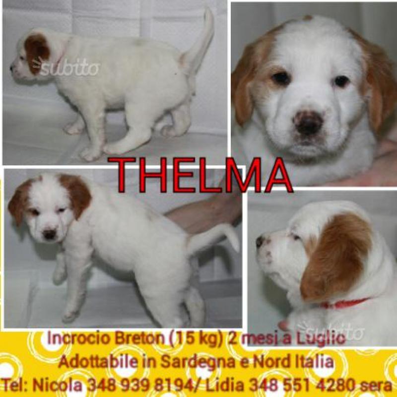 Cuccioli incrocio Epagneul Breton