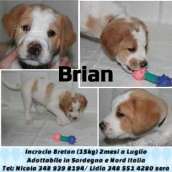 Cuccioli incrocio Epagneul Breton