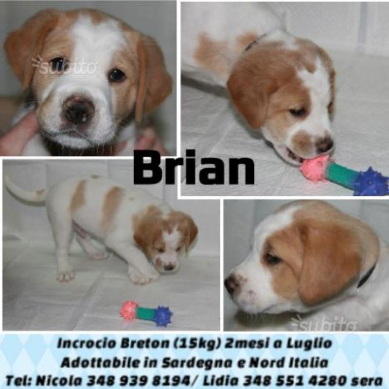 Cuccioli incrocio Epagneul Breton