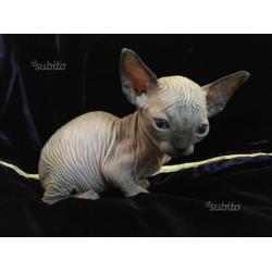 Candiani Sphynx