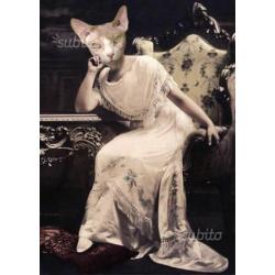Candiani Sphynx
