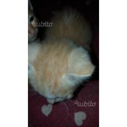 Regalo gattini