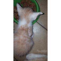 Regalo gattini