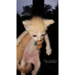 Regalo gattini