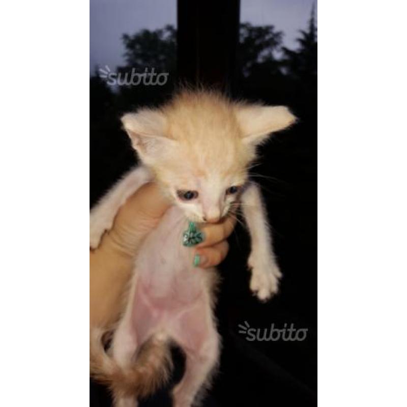 Regalo gattini