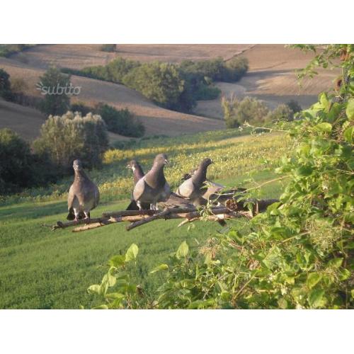 Piccioni addestrati e non, da palco e stantuffo