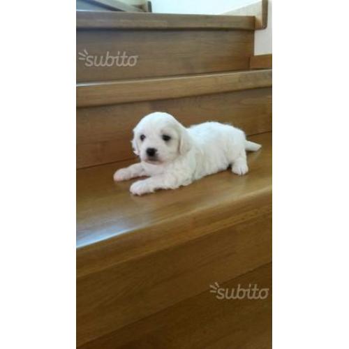 Maltese cuccioli taglia piccola