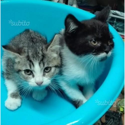 Gattini