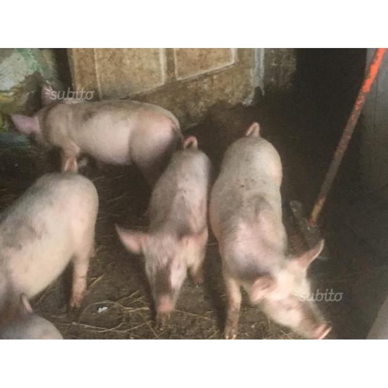 Cavalli, vitelli, maiali, asini