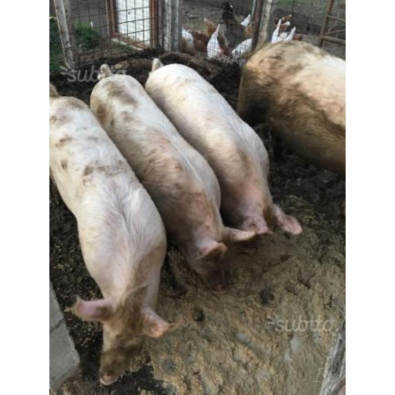 Cavalli, vitelli, maiali, asini