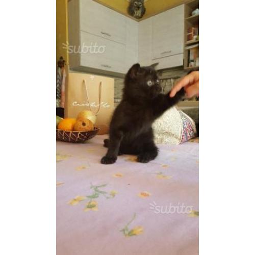 Cucciola femmina nera Scottish straigh(British)