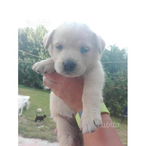 Cuccioli labrador