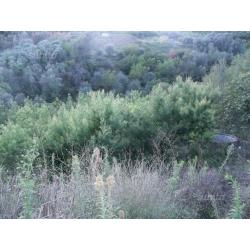 Agricolo di 3600 mq - Latte - Ventimiglia (IM)