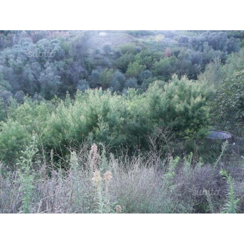 Agricolo di 3600 mq - Latte - Ventimiglia (IM)