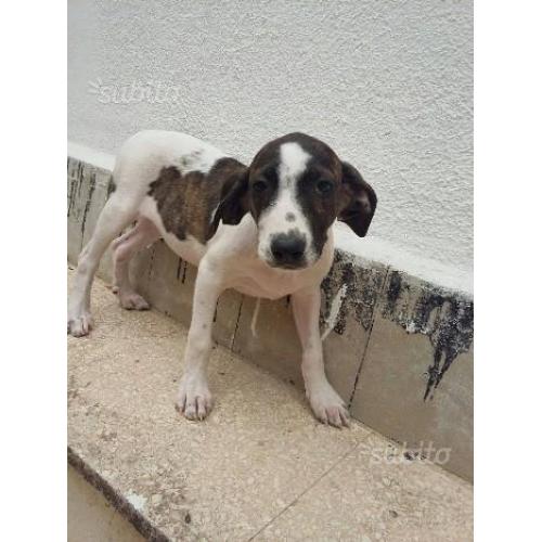 Cucciolo emmet