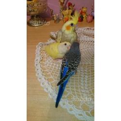Pappagallino cremino dolcissimo