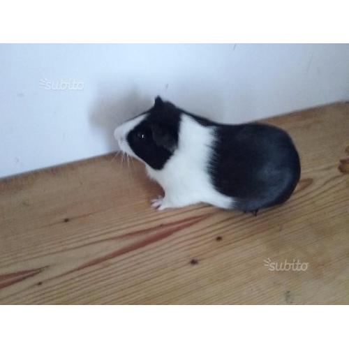 Regalasi cavia
