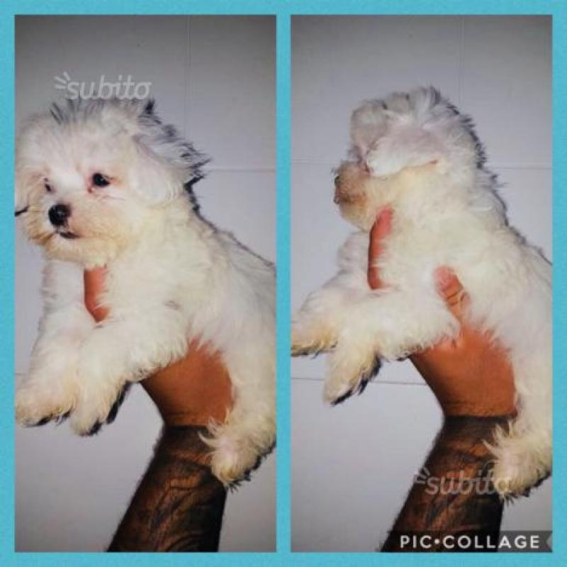Maltese mini toy