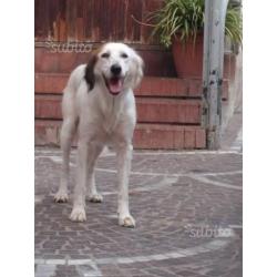 BIANCA mix SETTER