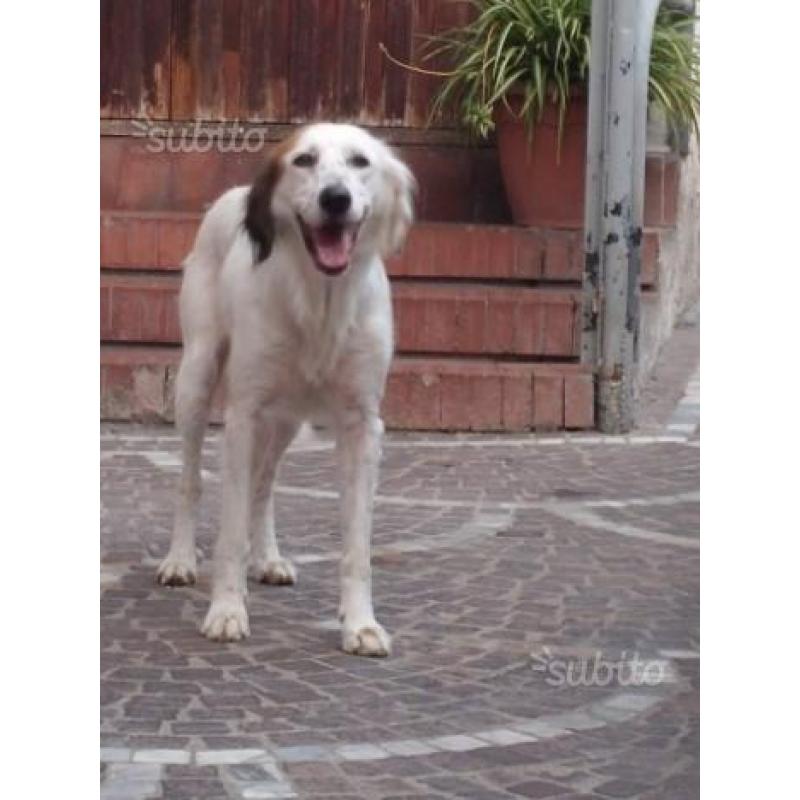 BIANCA mix SETTER