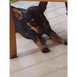 Chihuahua nero focato pelo rasato