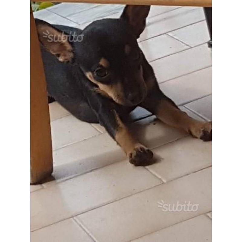 Chihuahua nero focato pelo rasato